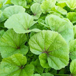 冬寒菜苗秧苗蔬菜苗冬苋菜