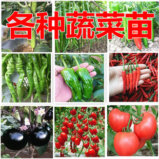 蔬菜苗秧苗辣椒苗黄瓜茄子番茄西红柿西瓜春季南方菜阳台盆栽幼苗