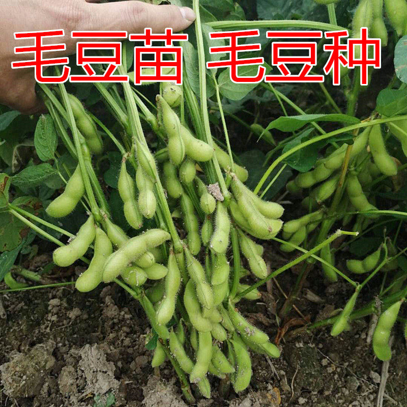毛豆苗大荚青豆种子大豆苗农家四季大豆籽非转基因蔬菜苗幼苗盆栽