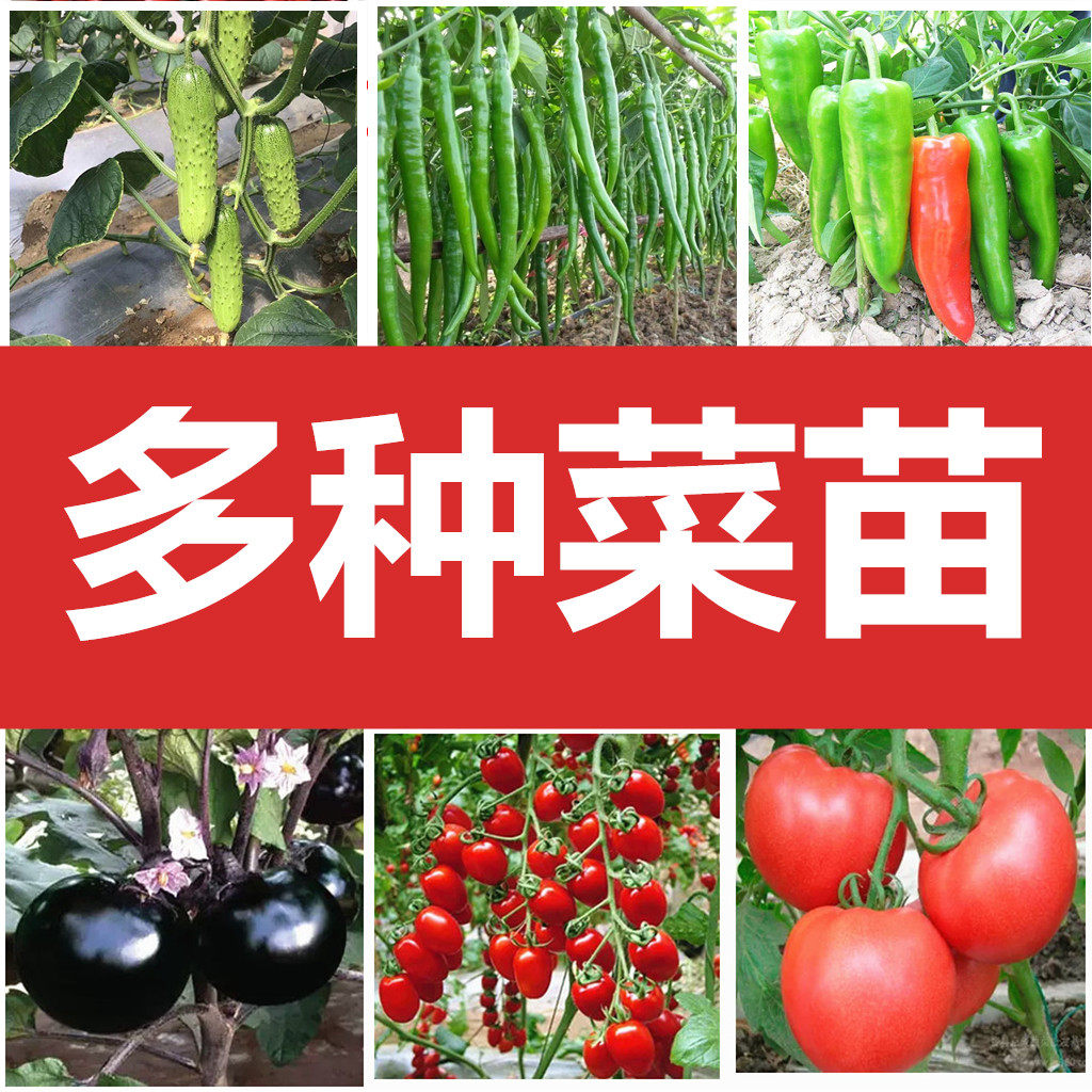 蔬菜苗西红柿苗圣女果小番茄苗辣椒茄子西瓜甜瓜黄瓜丝瓜秧苗幼苗