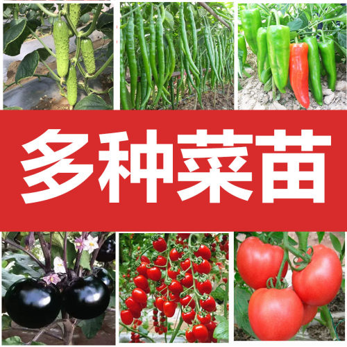 蔬菜苗西红柿苗圣女果小番茄苗辣椒茄子西瓜甜瓜黄瓜丝瓜秧苗幼苗