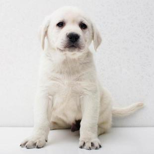 家养纯种拉布拉多幼犬活体导盲犬神犬小七拉布拉多犬小狗宠物狗狗
