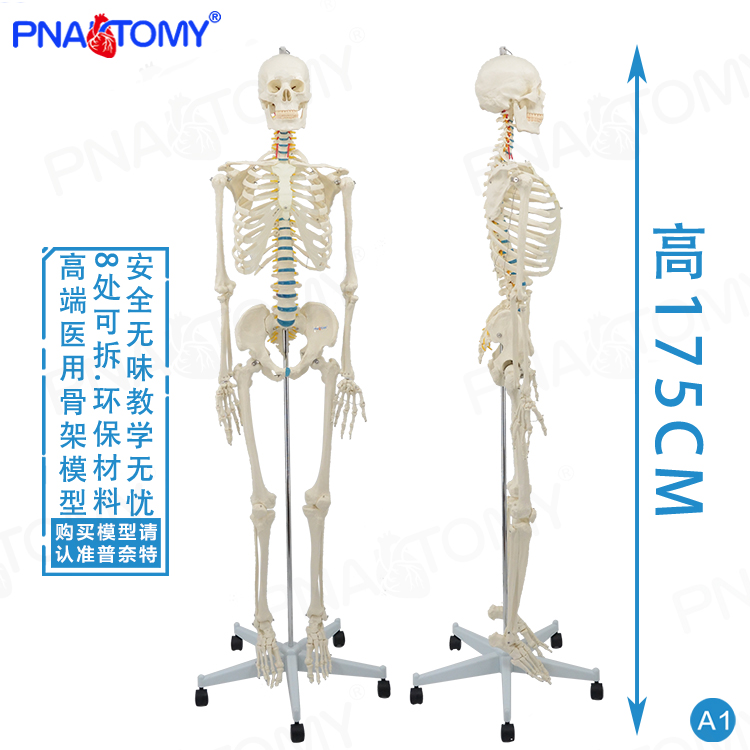 PNATOMY1比1真人大小骨架模型 人体骨骼170cm175cm推拿医用针灸