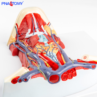 1比1颈部肌肉解剖教具颈前肌局解肌肉神经学颈部动脉静脉血管结构