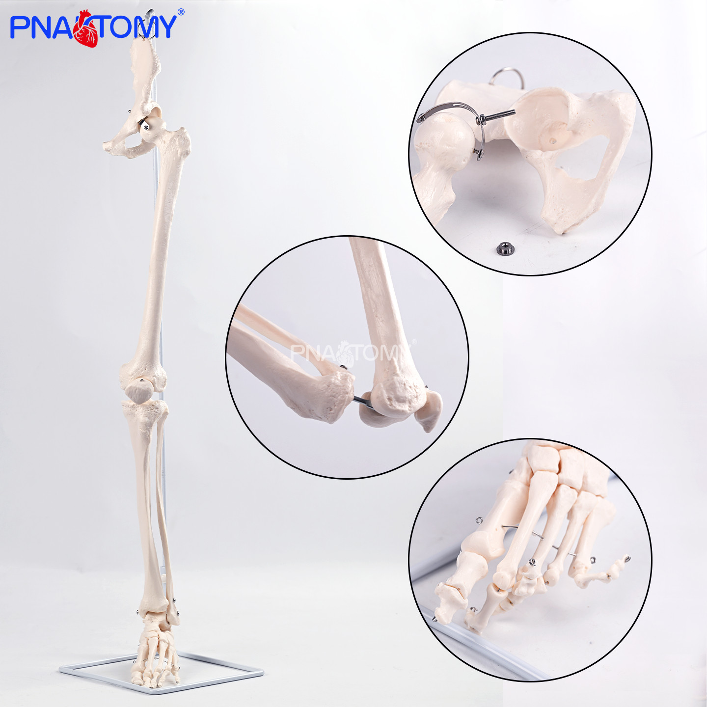 1比1人体下肢骨关节教学模型
