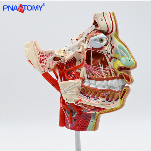 PNATOMY面部血管神经专业教具