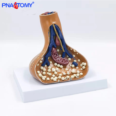 PNATOMY神经突触解剖模型教学