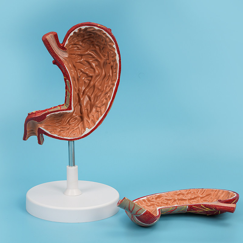 pnatomy 人体胃解剖模型放大胃可拆卸消化系统胃壁食管内科教具