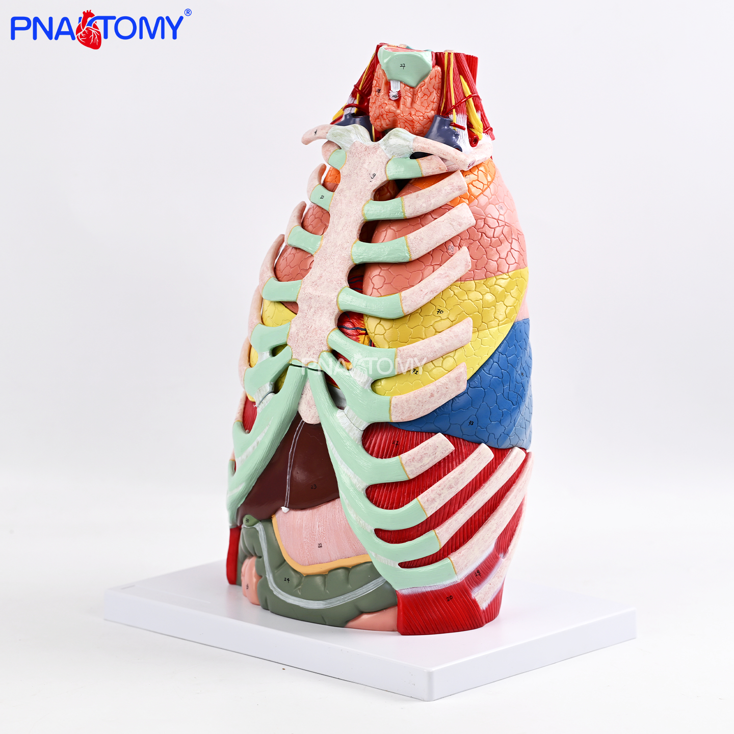 1比1人体胸腔解剖模型可拆教学