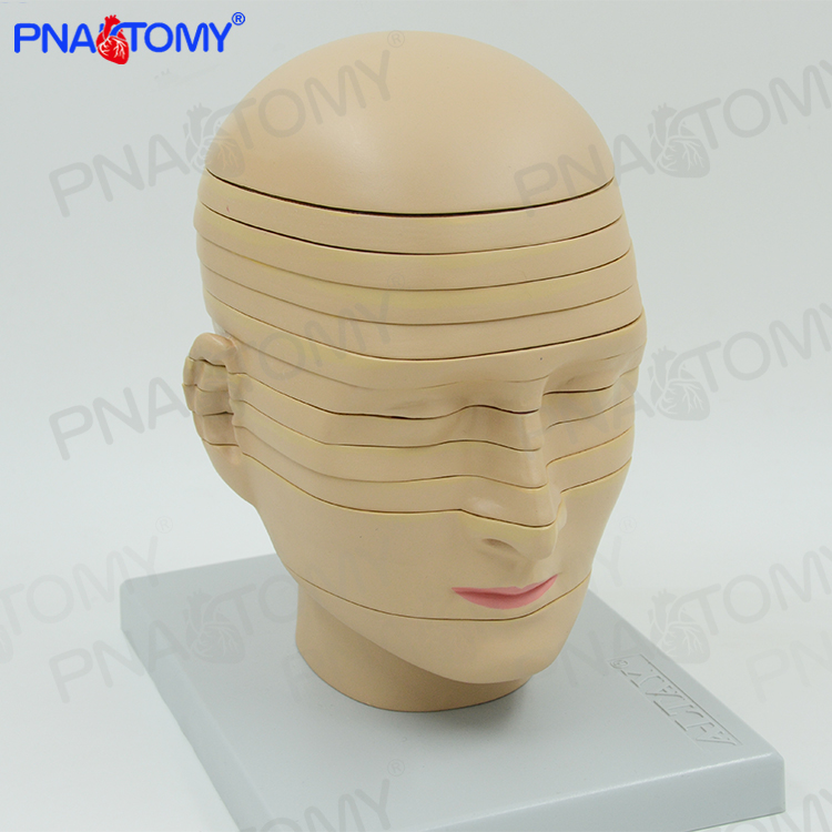 神经科颅脑解剖专业教具PNATOMY