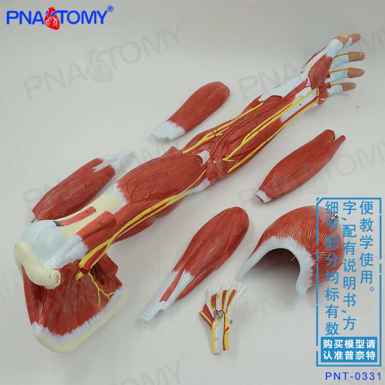 人体上肢手臂肌肉结构解剖模型运动系统神经血管动静脉医用健身