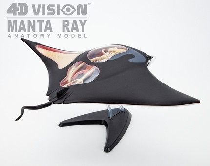 4D MASTER动物魔鬼鱼蝠鲼玩具海洋生物解剖教学模型动物园科普