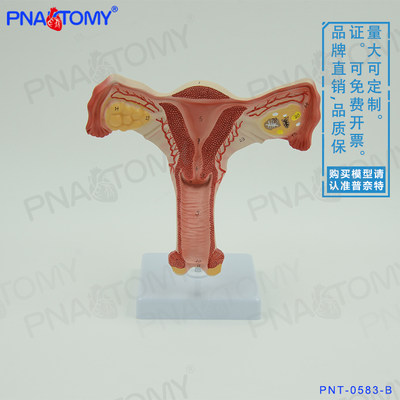 仿真女性子宫卵巢阴道解剖模型妇科妇产科教具医用女性内生殖器