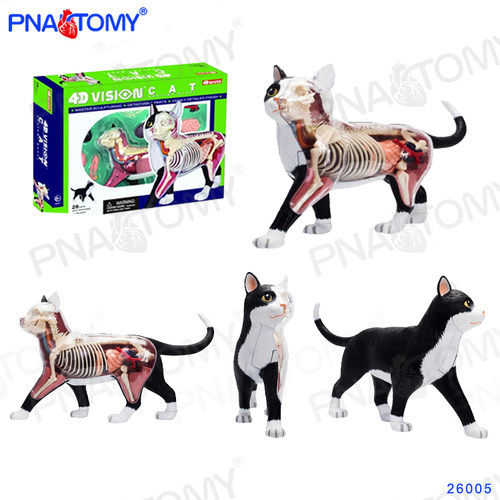 4D MASTER 猫模型家猫解剖猫骨骼猫咪摆件装饰拼装玩具26005正品