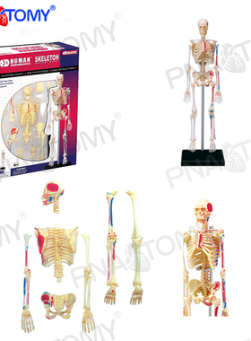 4D MASTER 人体骨骼模型肌肉起止点20cm高可拆46部件26059人骨架