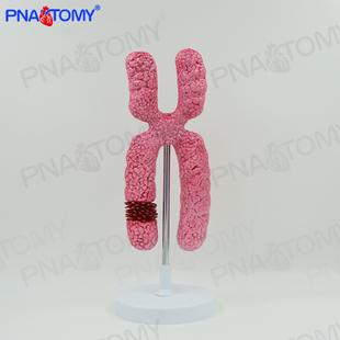 X染色体模型减数分裂中学生物教学实验教具医学细胞器亚显微结构