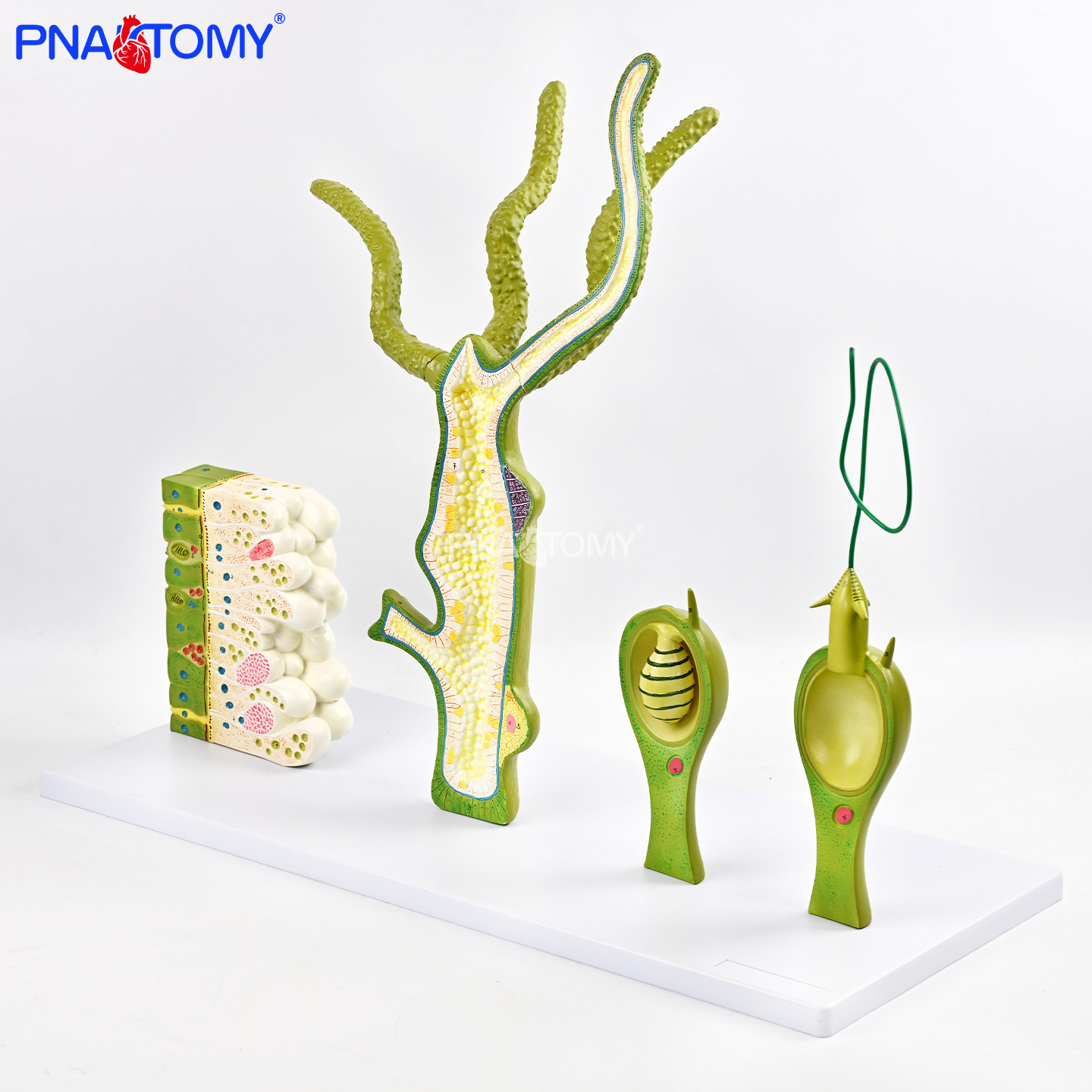 放大250倍水螅体细胞结构教具腔肠动物细胞模型生物教学展示道具,文具电教/文化用品/商务用品,教学标本/模型,淘宝优惠券,粉丝福利购,淘宝优惠卷