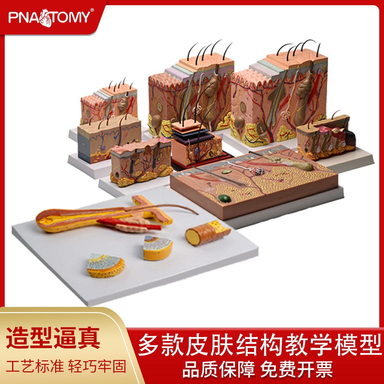 PNATOMY皮肤毛发结构模型专业