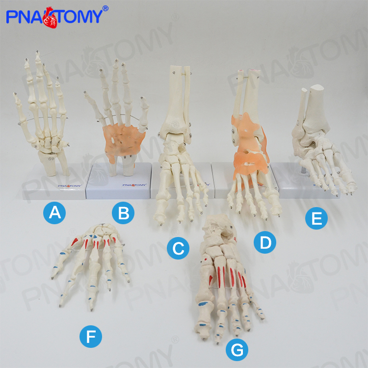 仿真骨骼脚踝关节康复解剖模型