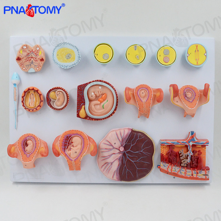 医学人体受精与早期胚胎发育过程演示模型妇科教学计生展示标本