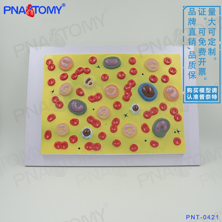 人体血细胞放大模型血细胞结构浮雕淋血液中的细胞结构血小板医用