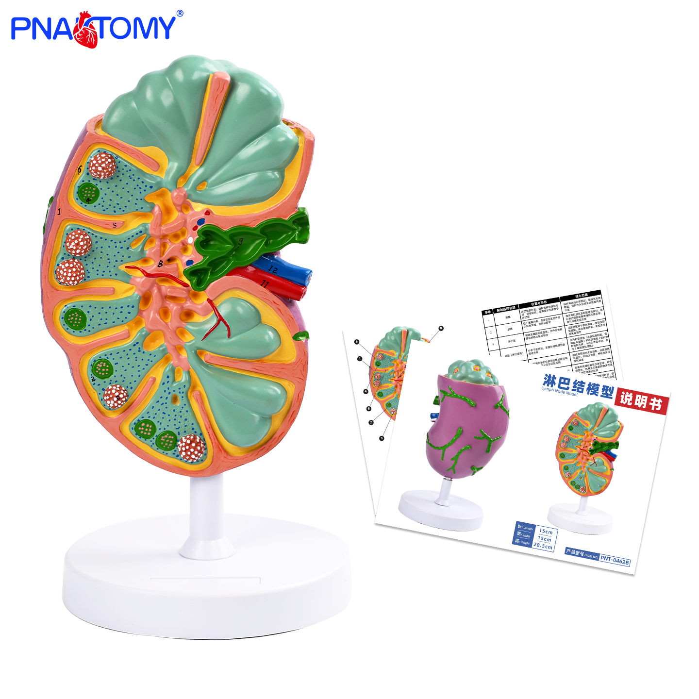 人体淋巴结放大解剖教学模型