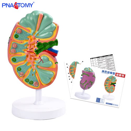人体淋巴结放大解剖教学模型