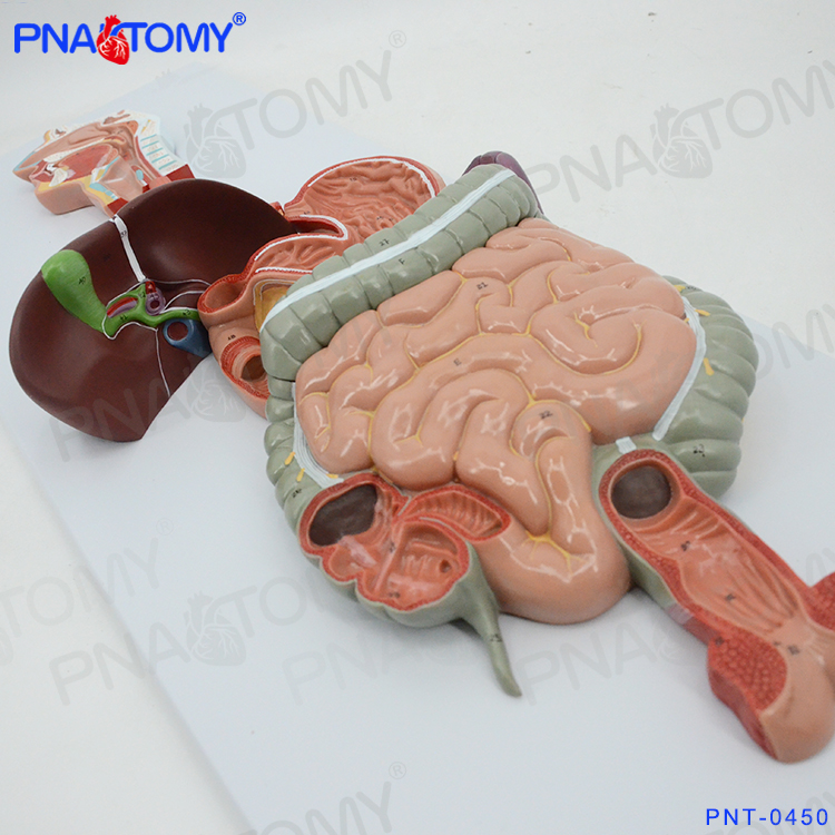 PNATOMY人体消化系统模型消化道胃冠状剖面鼻咽喉大小肠胃解剖