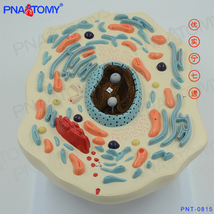 动物细胞模型动物细胞结构显微放大生物教学标本仪器细胞核细胞质