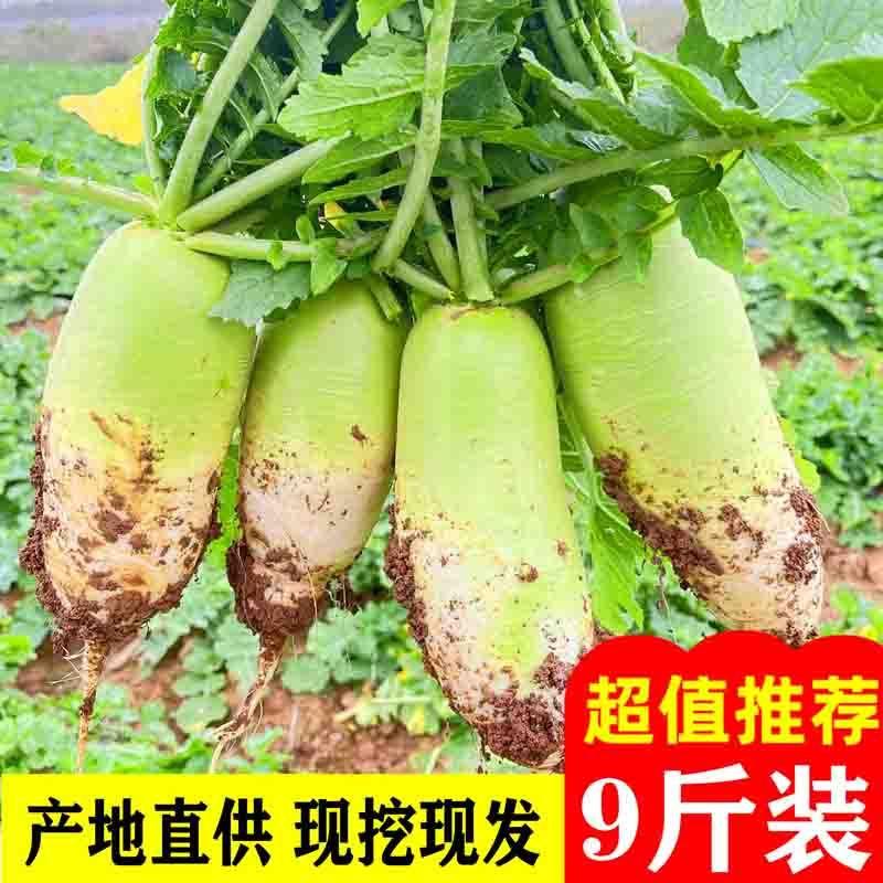 农家自种新鲜白萝卜青头白皮长型大萝卜水份多当天现挖现发可炖