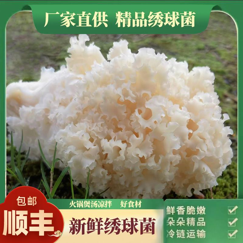 新鲜绣球菌2斤装火锅煲汤食材精品绣球菌绣球菇银耳绣球菌新鲜