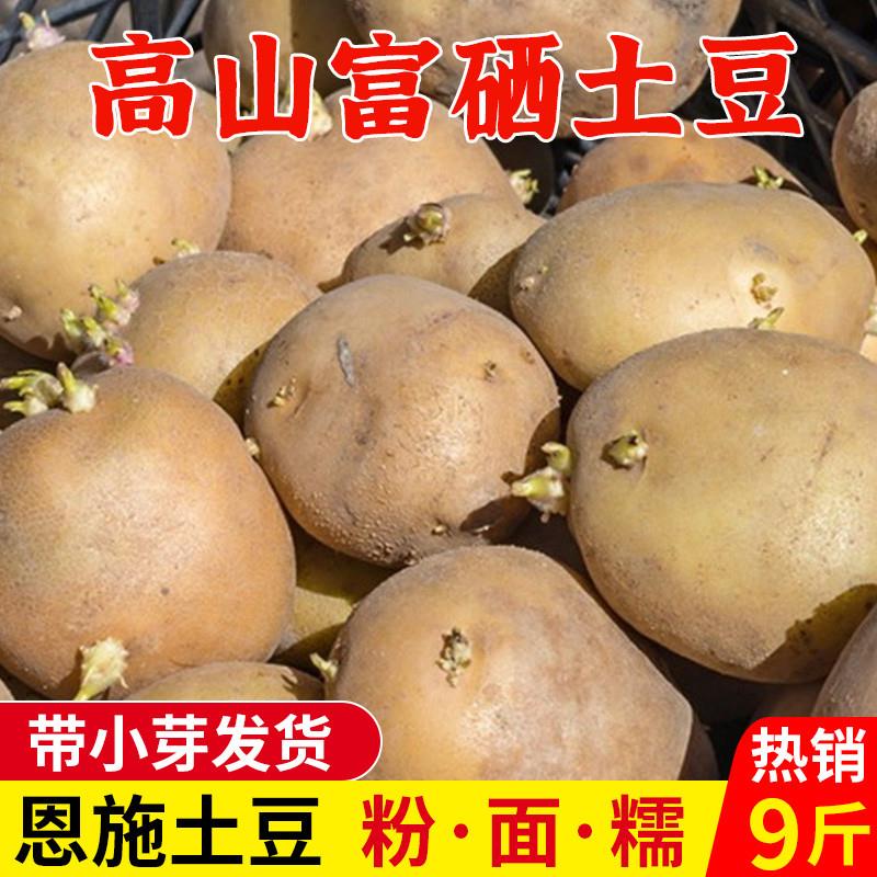 发芽土豆农家老品种恩施小土豆高山带芽秋士豆黄心马铃薯洋芋