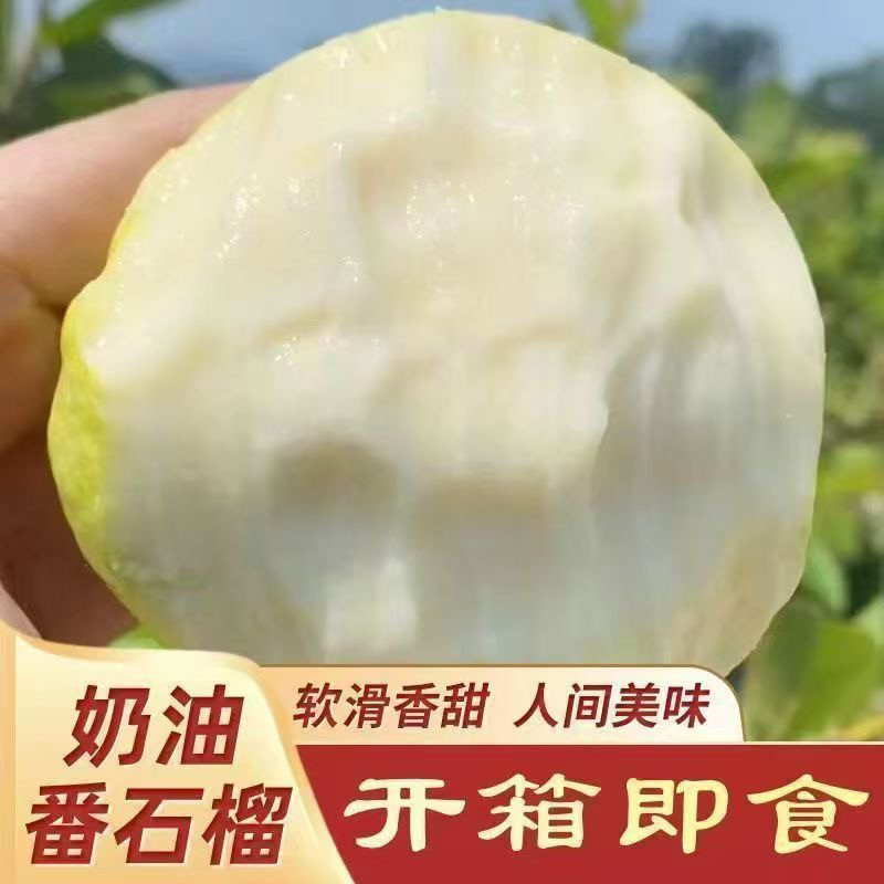 正宗奶油冰淇淋黄金口感芭乐白心番石榴新鲜孕妇现摘水果鸡屎大果