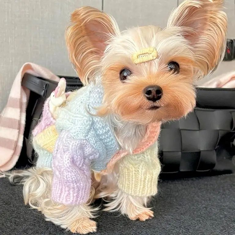 Cute Colorful Patterned Sweater Sweater for Small Pet Dogs W