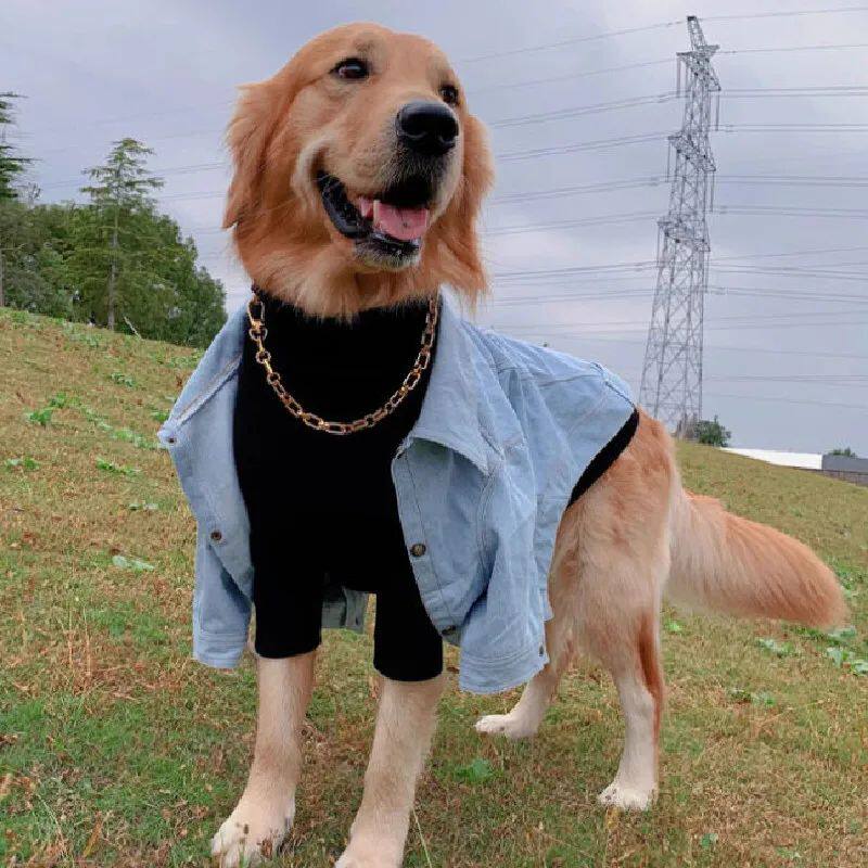 Winter Dog Clothes Denim Jeans Coat Jacket Small Big Large D
