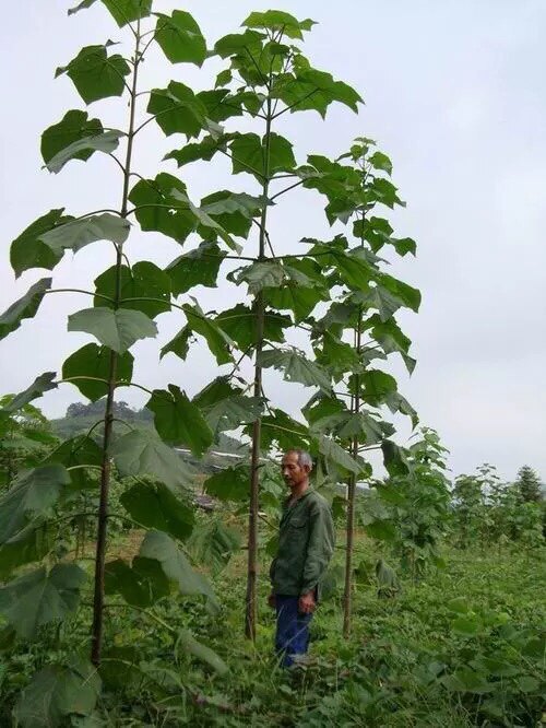 泡桐种子 白花泡桐 大果泡桐 空桐木桐木树 紫花树毛泡桐树种