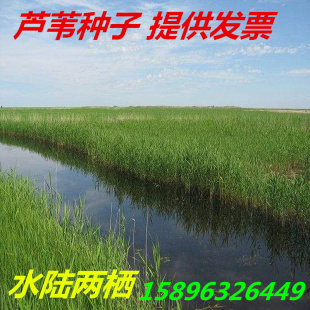 芦苇种子芦苇草种籽耐寒多年生宿根草籽净化水质固土护坡牧草种籽