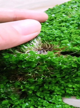 水草种子四季播易活大对叶种子小对叶草种鱼缸造景见水就长