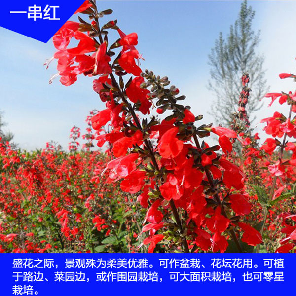 凤尾鸡冠花苗花园调色板 一串红 羽毛花盆栽