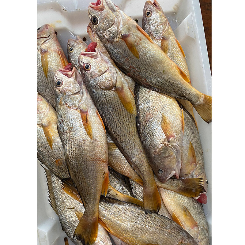 网潮 舟山新鲜海钓黄婆鸡 黄三鱼黄姑鱼一条6-8两/8两-1斤/1斤上