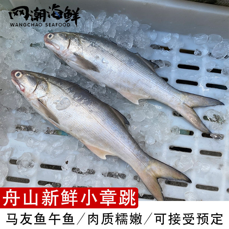 网潮海鲜 舟山海钓章跳 四指马鲛 午鱼 新鲜马友鱼 2-5斤/按斤卖