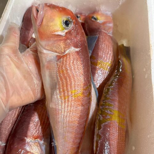 网潮舟山深海斧头鱼方头鱼新鲜海钓红马头鱼 特大赤甘鲷日料食材 - 封面