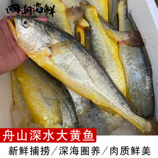 网潮 1斤按条卖 舟山生态黄花鱼深水圈养东极岛新鲜大黄鱼一条8两