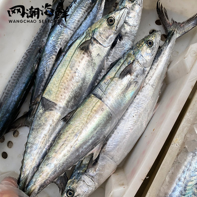 舟山海鲜内港洄游马鲛鱼鰆乌川乌