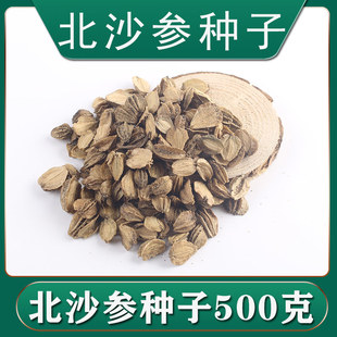 中药材北沙参种子苗2025新产河北草药种籽苗优质散装秋冬沙藏春播