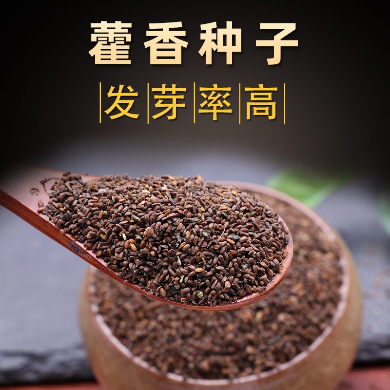 中草药种子川藿香种籽中药材种植种苗可食用庭院阳台种植五香叶草