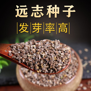 远志种子中药材远志籽新产散装多年生草药种苗农田合作社大量种植