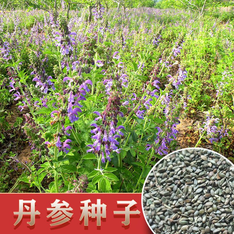 丹参种籽中药材紫花红参血参种苗2025年产中草药种子种植苗盆栽