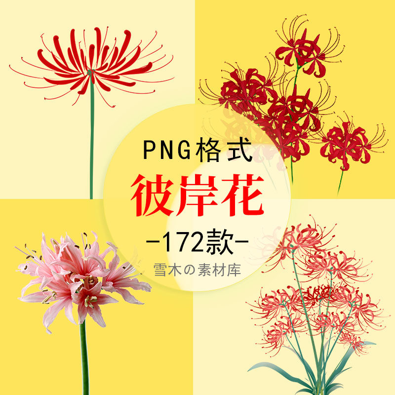 128轮回红色彼岸花曼珠沙华花卉海报小说封面装饰png免扣设计素材