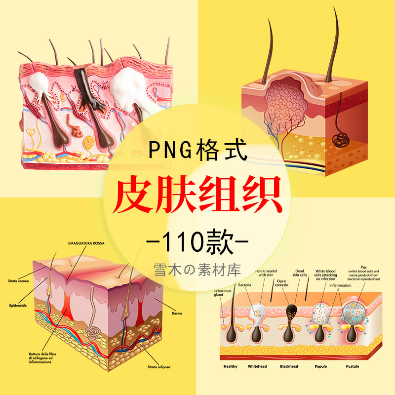 皮肤层结构细胞组织护肤品保养美容海报png透明背景免扣设计素材